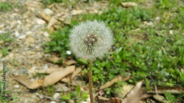 Obraz 민들레 홀씨