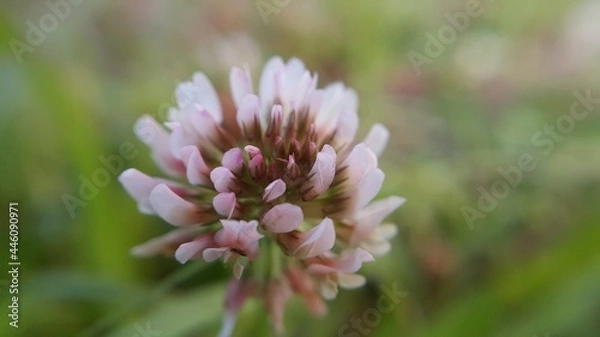 Obraz 분홍색의 토끼풀