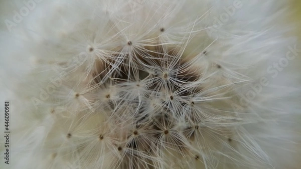 Obraz 민들레 홀씨