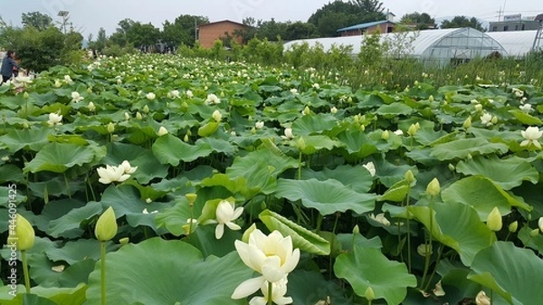 Obraz 야외 연못의 연꽃