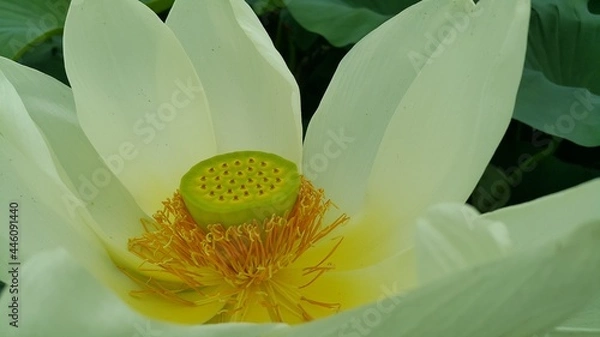 Obraz 야외 연못의 연꽃