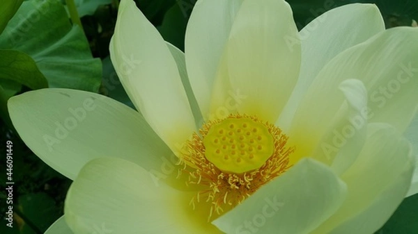 Obraz 야외 연못의 연꽃