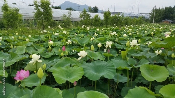 Obraz 야외 연못의 연꽃