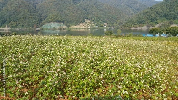 Obraz 한국의 메밀밭