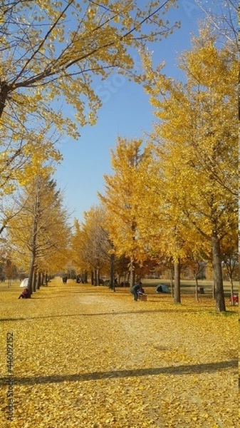 Obraz 한국 관광지 강천섬의 가을 은행나무 단풍