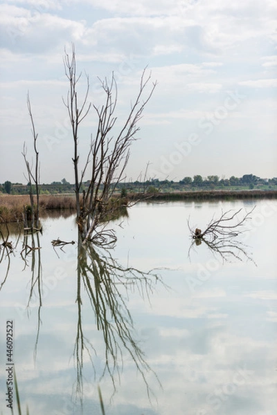 Fototapeta reflection of dead trees in a pond