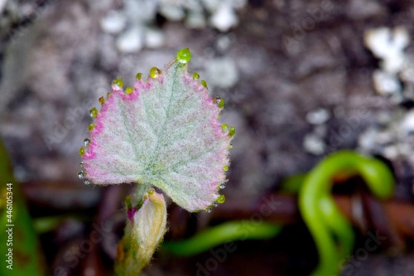 Obraz Waterdrop Grapeleaf 04