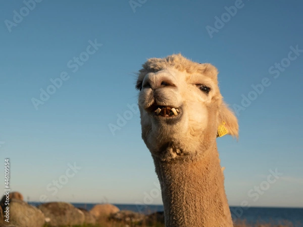 Fototapeta camel in the desert