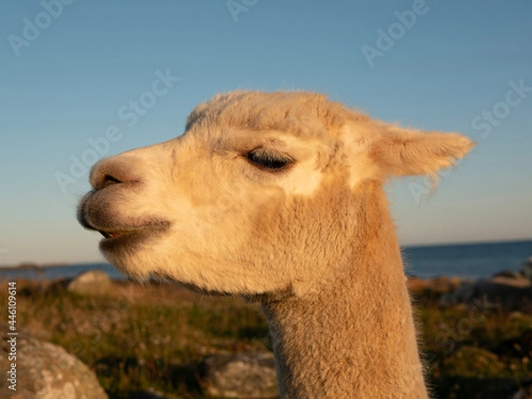Fototapeta camel in the zoo