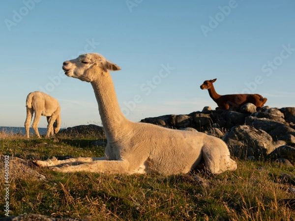 Fototapeta two alpacas in a zoo