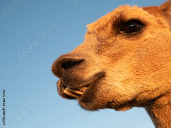 Fototapeta portrait of a camel