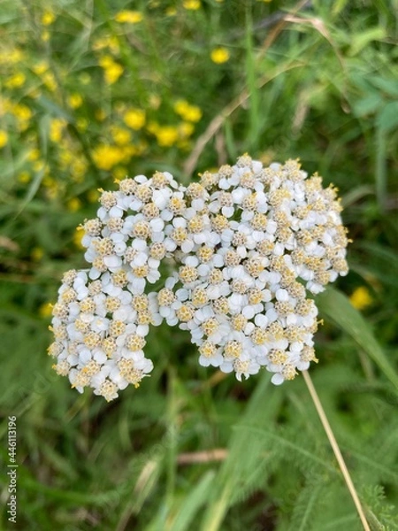 Obraz White yarrow wildflowers  