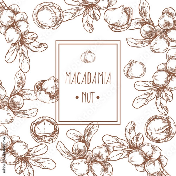 Obraz Hand drawn vector macadamia nut core leaf branch