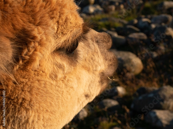 Fototapeta Llama closeups with eyelashes and teeth