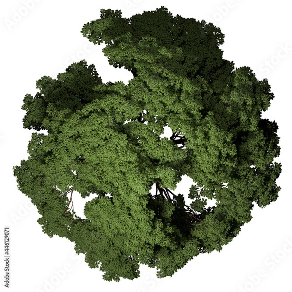 Fototapeta VEGETATION TOP VIEW - TREES AND BUSHES IN PLAN	