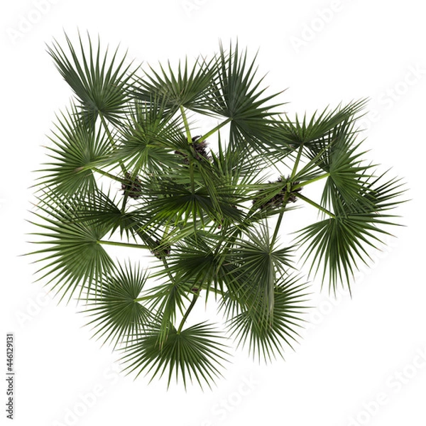 Fototapeta VEGETATION TOP VIEW - TREES AND BUSHES IN PLAN	