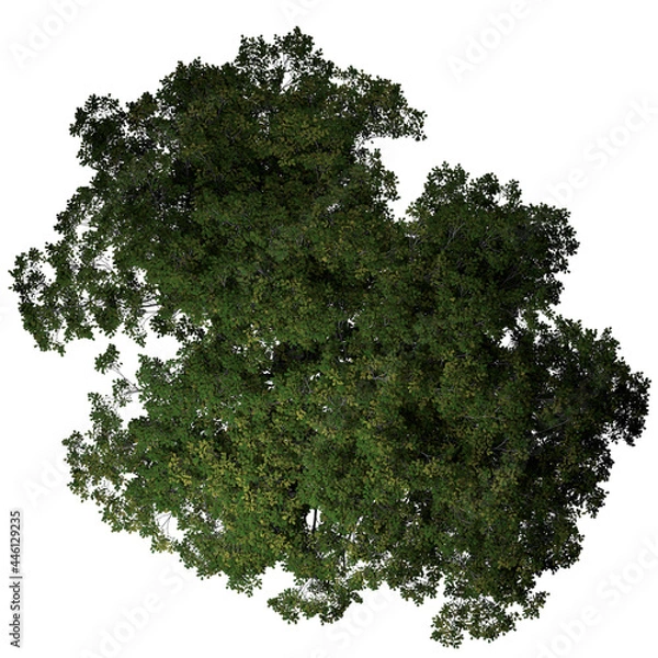 Fototapeta VEGETATION TOP VIEW - TREES AND BUSHES IN PLAN	