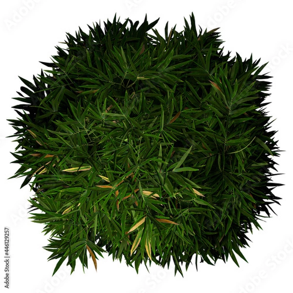 Fototapeta VEGETATION TOP VIEW - TREES AND BUSHES IN PLAN	