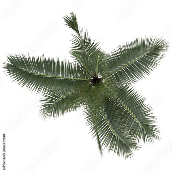 Fototapeta VEGETATION TOP VIEW - TREES AND BUSHES IN PLAN	