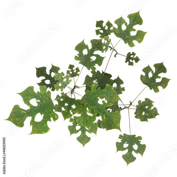 Fototapeta VEGETATION TOP VIEW - TREES AND BUSHES IN PLAN	