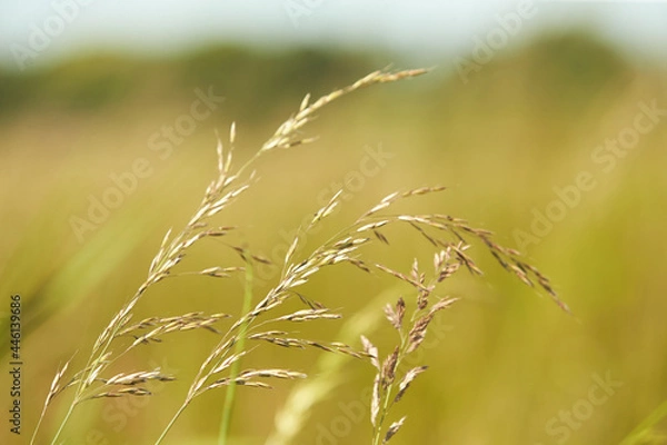 Obraz The meadow grass tall fescue (Festuca partensis) in spring. The beautiful wallpaper of Red fescue (Festuca rubra)
