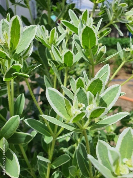 Obraz leaves in the garden