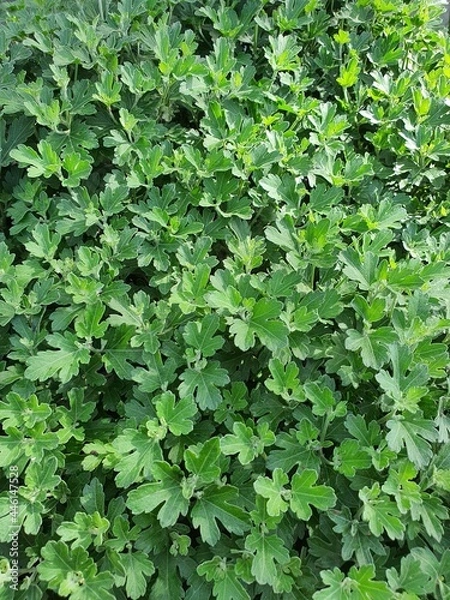 Obraz green background