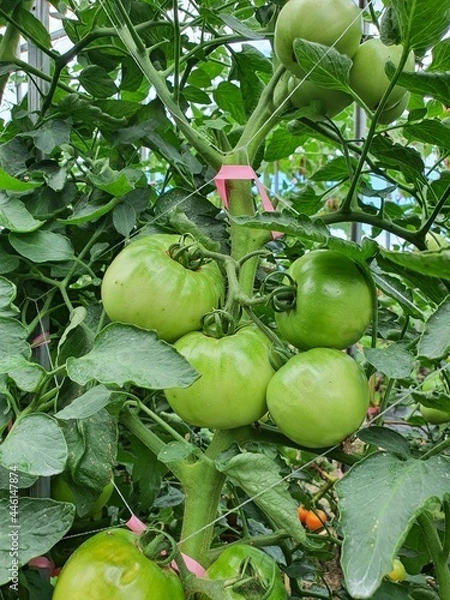 Obraz tomato on the vine