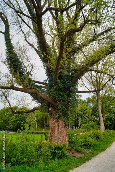 Obraz A big green tree by a country road