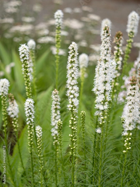 Fototapeta リアトリス・スピカータ アルバ 
