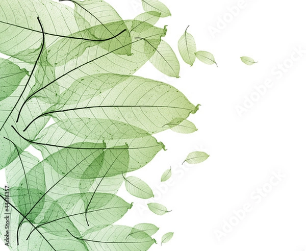 Obraz color leaves isolated