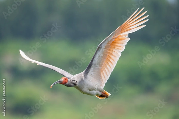 Obraz Crested Ibis in flight
