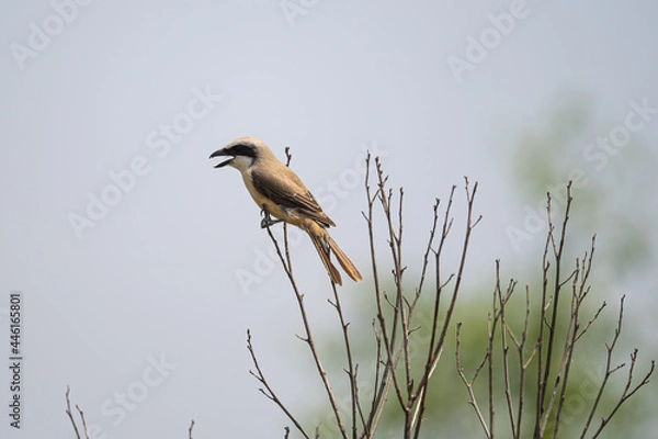 Fototapeta Rufous-tailed Shrike on a tree