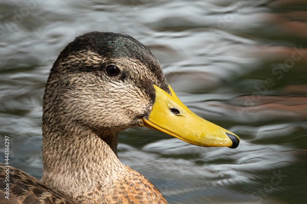 Obraz Mallard Duck headshot