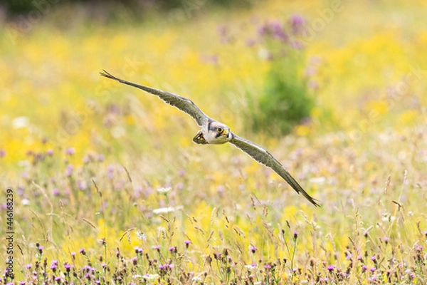 Obraz Lana Falcon over a flowered meadow