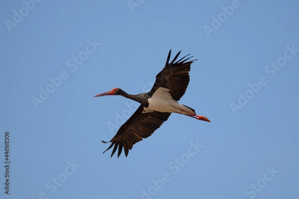 Obraz Black Stork in flight
