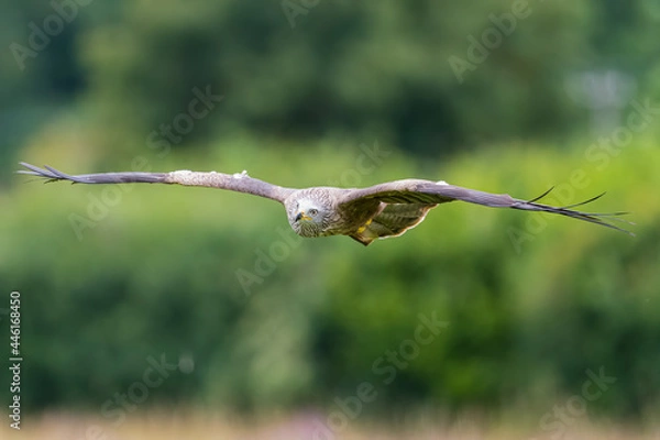 Obraz Red Kite in flight