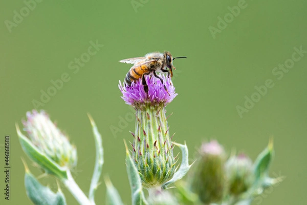 Obraz bee on a flower