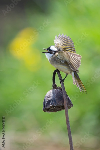 Obraz Light-vented Bulbul