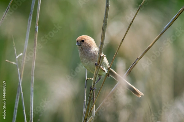 Obraz vinous-throated parrotbill