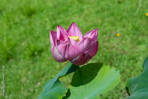 Obraz pink lotus flower