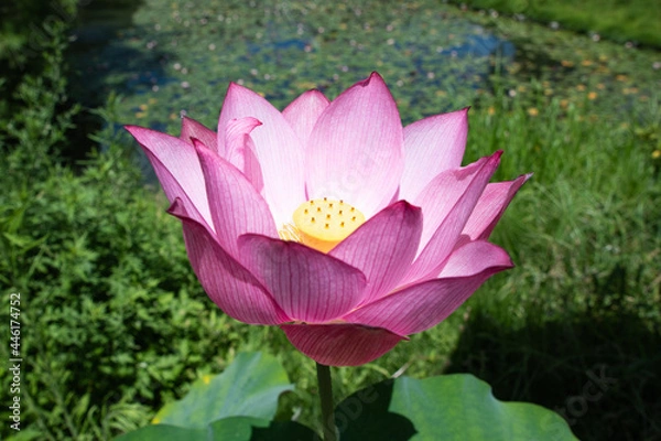 Obraz pink lotus flower