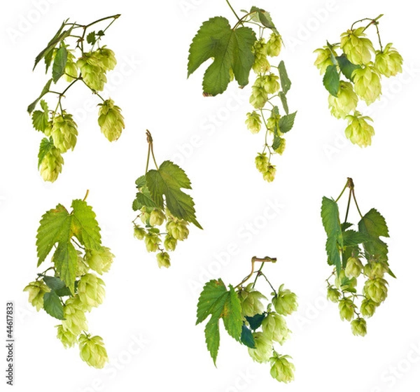 Obraz set of hops.