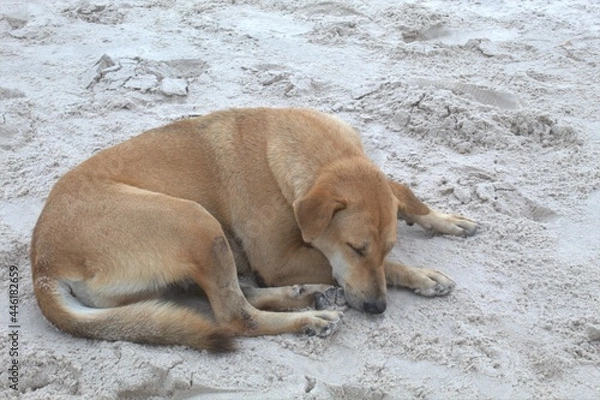 Obraz A sleepy beach dog