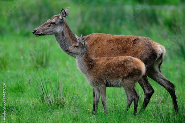 Obraz Rotwild, Kahlwild + Kalb