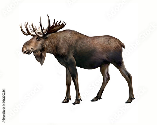 Obraz Elk (Alces)