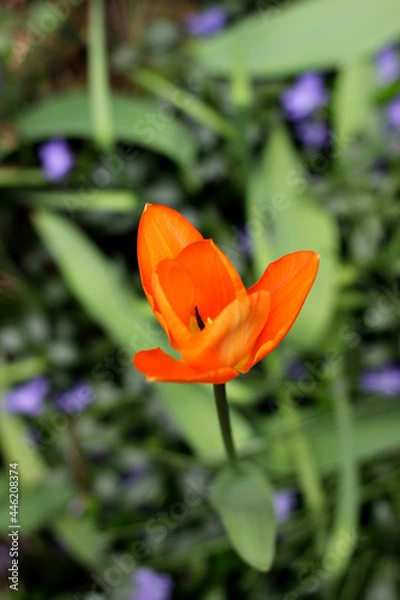 Obraz Blooming orange tulip flower