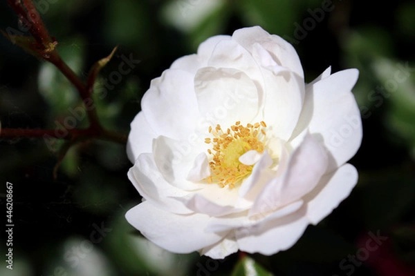 Fototapeta Closeup white wild rose