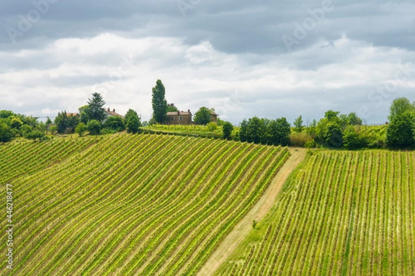 Fototapeta Vineyards in Oltrepo Pavese, italy, at springtime