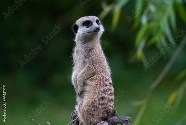 Obraz meerkat on guard